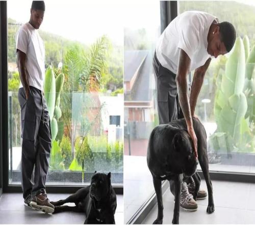 英國訓(xùn)犬公司：英超球員在家養(yǎng)一條護(hù)衛(wèi)犬能降低安全風(fēng)險(xiǎn)