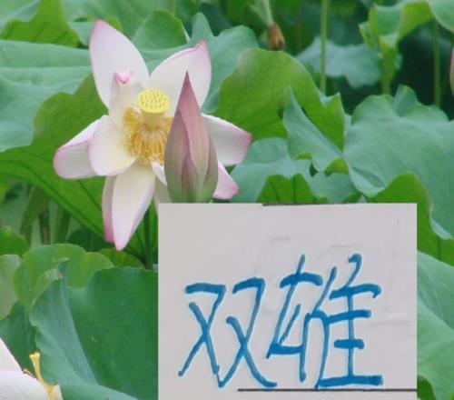 中超身價高的球星海港跟申花各占據2個看來今年又是楚漢爭霸了