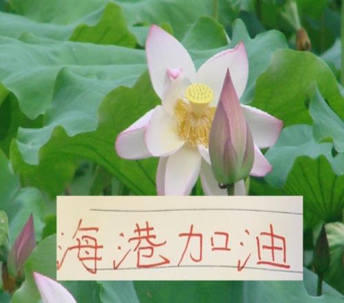 被扣分9個球隊海港最有可能奪冠嗎