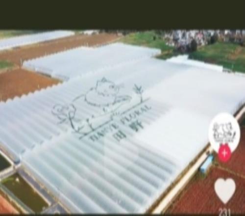 不打職業(yè)的退路抖音網(wǎng)友曬出Meiko投資的玫瑰花種植基地